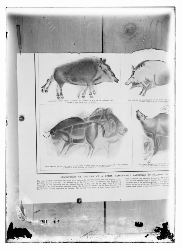 Los bisontes de Altamira, imprescindible que ver cerca de Santillana del Mar