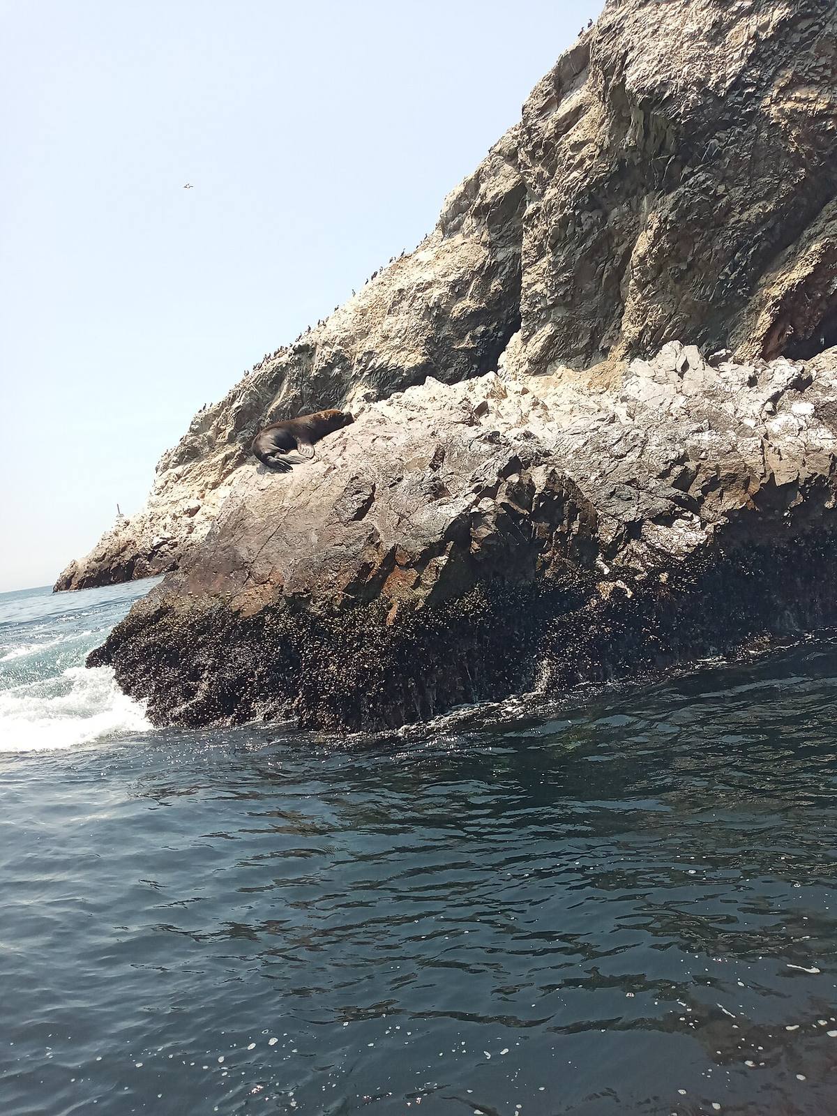 Lobos marinos en las Islas Ballestas, la excursión estrella que ver en Paracas