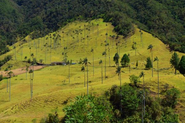 Las palmas de cera del Valle del Cocora, lo más famoso que ver cerca de Salento