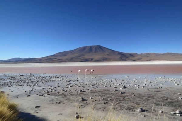 Las lagunas altiplánicas de colores, imprescindibles en las excursiones cercanas a Uyuni