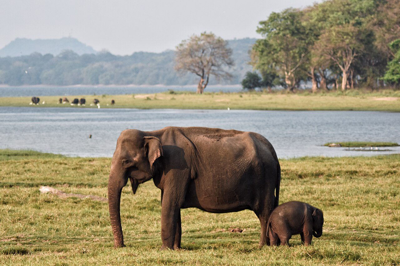 Elefantes en libertad en el parque de Minneriya, uno de los safaris más populares cerca de Sigiriya