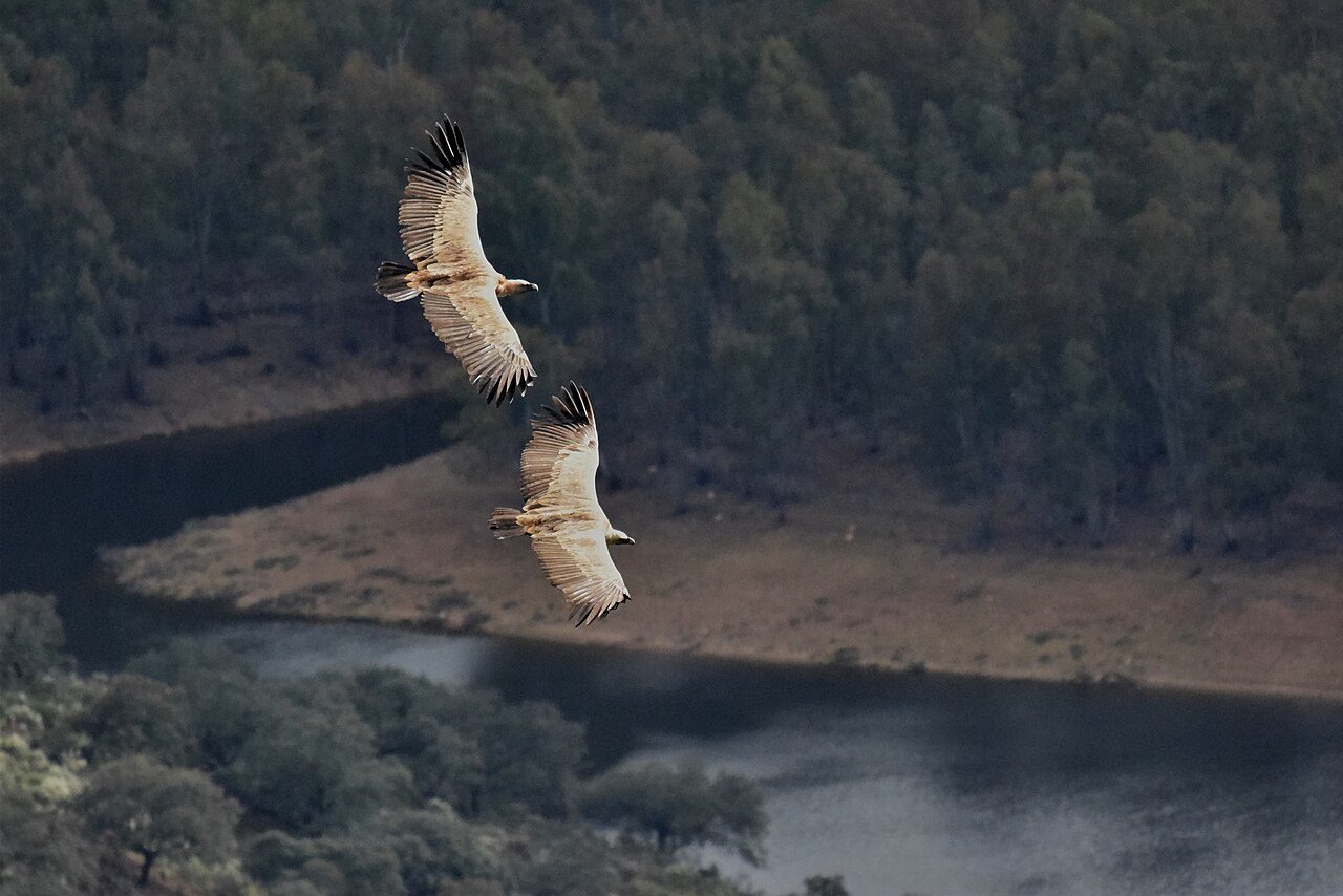 El Salto del Gitano en Monfragüe, la excursión más popular desde Plasencia