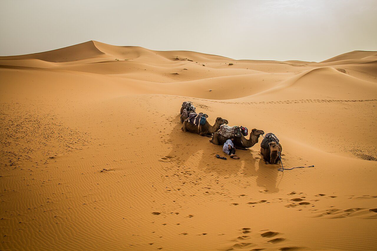 Paseo en dromedario por el desierto, una experiencia clásica que ver en Merzouga