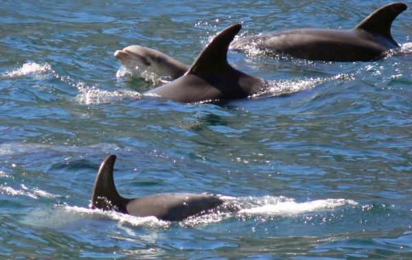 El avistamiento de cetáceos, una de las mejores excursiones que hacer en la Isla de Madeira