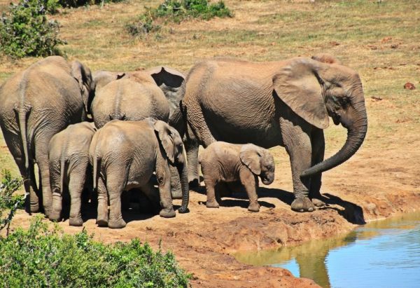 Elefantes en el Parque Kruger, la gran excursión estrella desde Johannesburgo