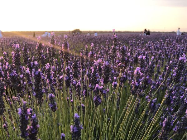 Los campos de lavanda de Brihuega en flor, la imagen más icónica del pueblo