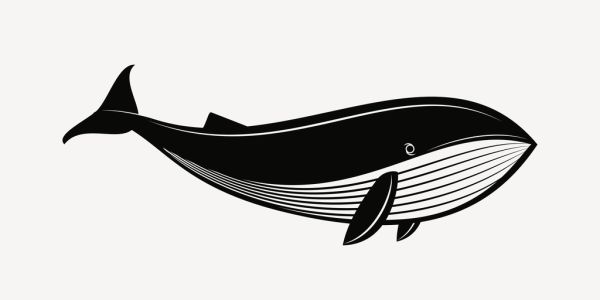 Nadar con el tiburón ballena, la excursión más buscada cerca de Holbox