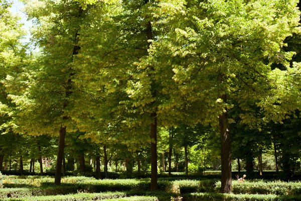 Los jardines junto al Tajo, uno de los grandes atractivos que ver en Aranjuez