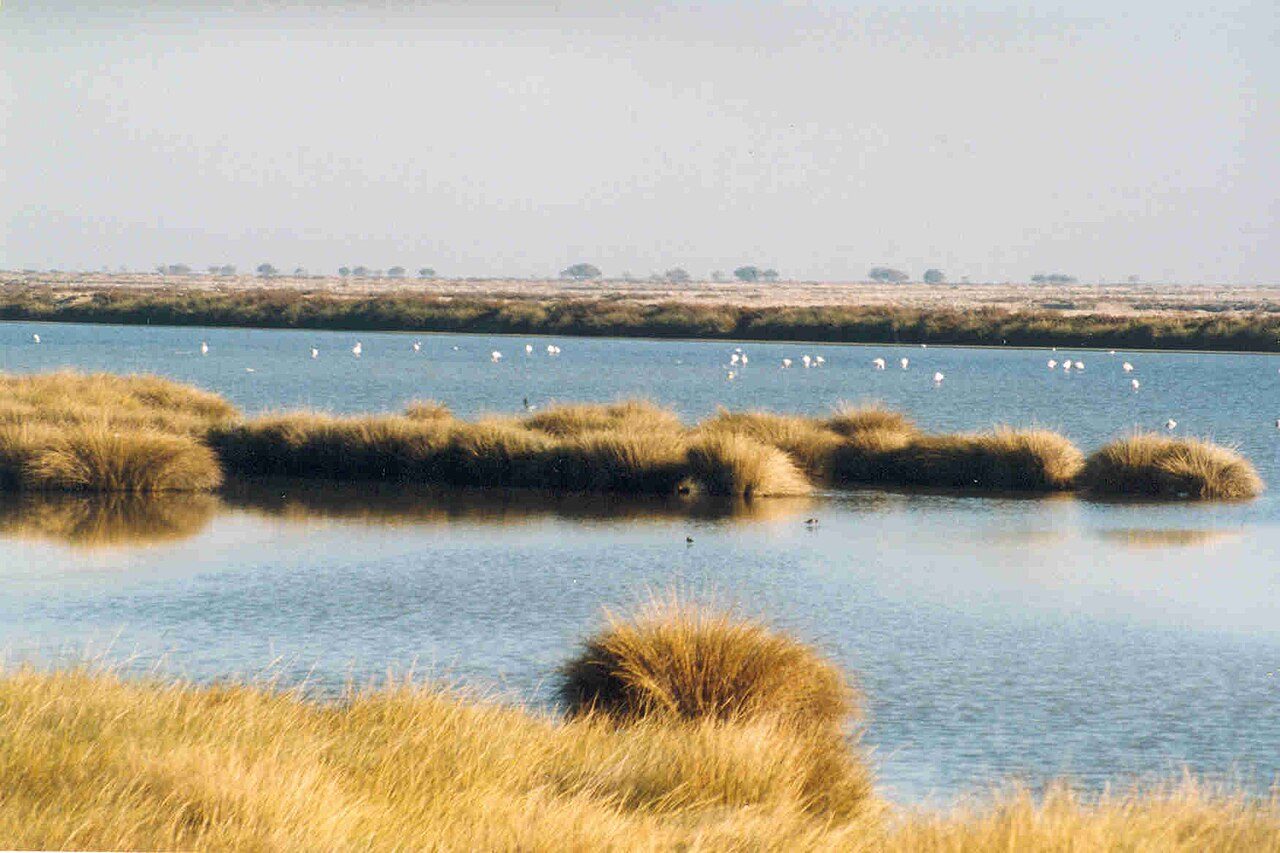 Marismas del Parque Nacional de Doñana, lo imprescindible que ver en Almonte