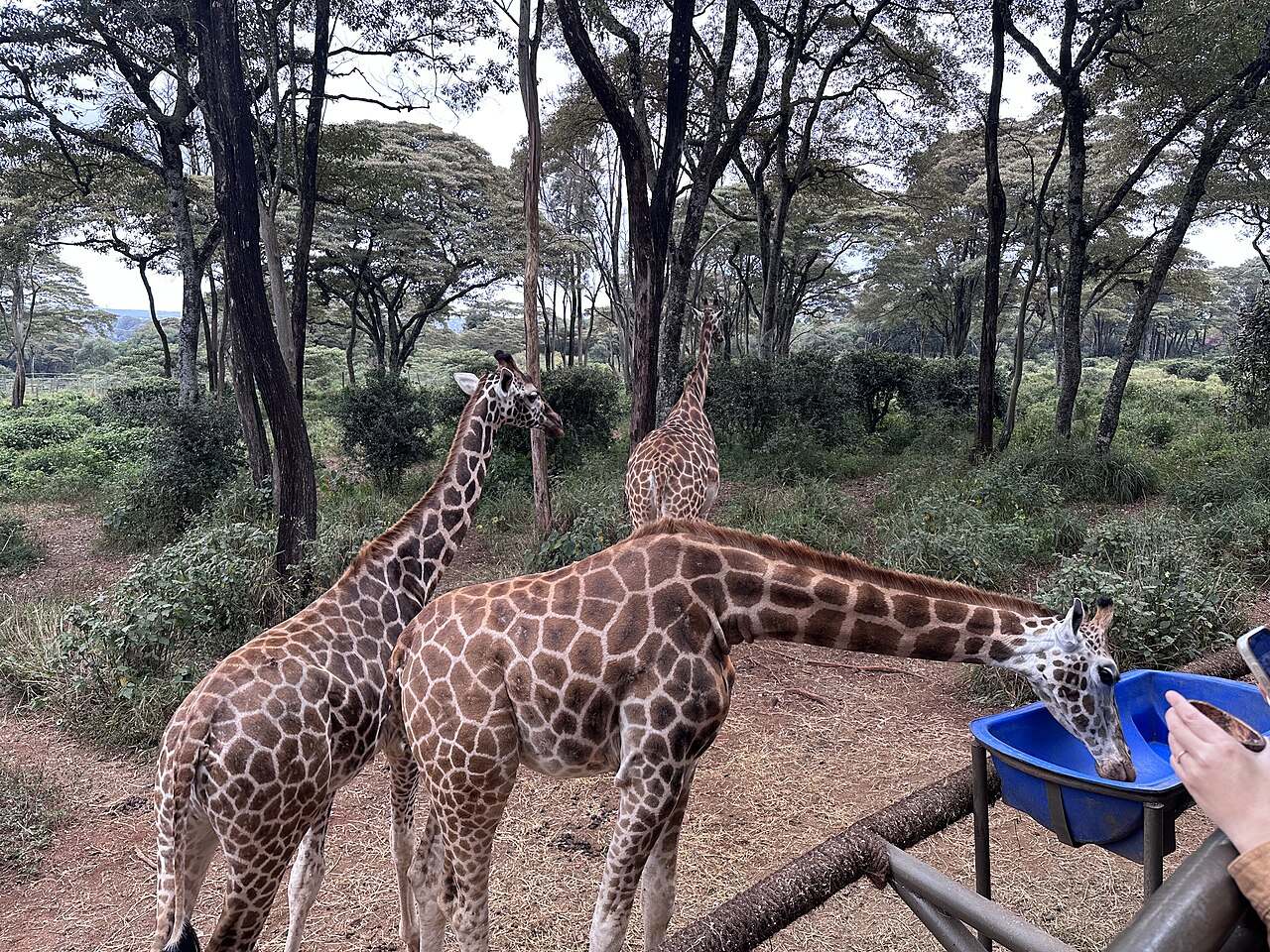 Alimentar jirafas en el Giraffe Centre, una de las cosas que ver en Nairobi en familia