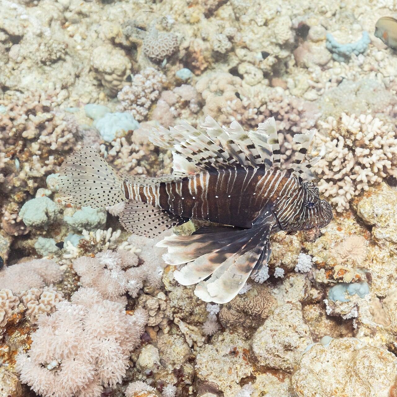 Qué ver en Sharm El Sheij