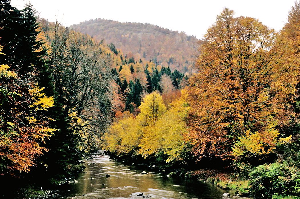 La Selva de Irati en otoño, una etapa clave del itinerario por Navarra