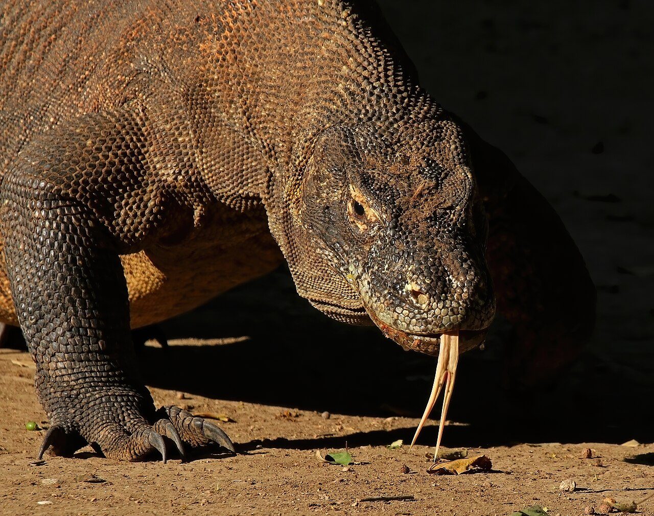 Un dragón de Komodo, protagonista de cualquier viaje a Labuan Bajo