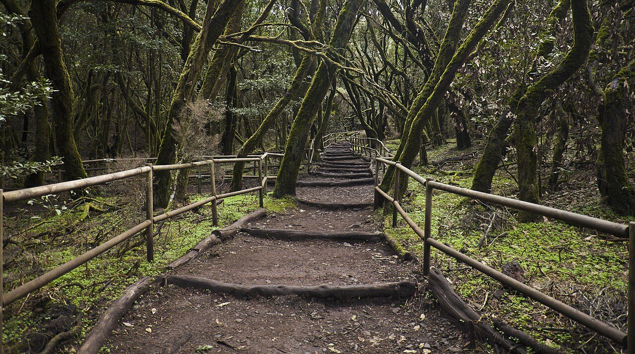 Garajonay, el bosque de laurisilva que ver en Canarias en La Gomera