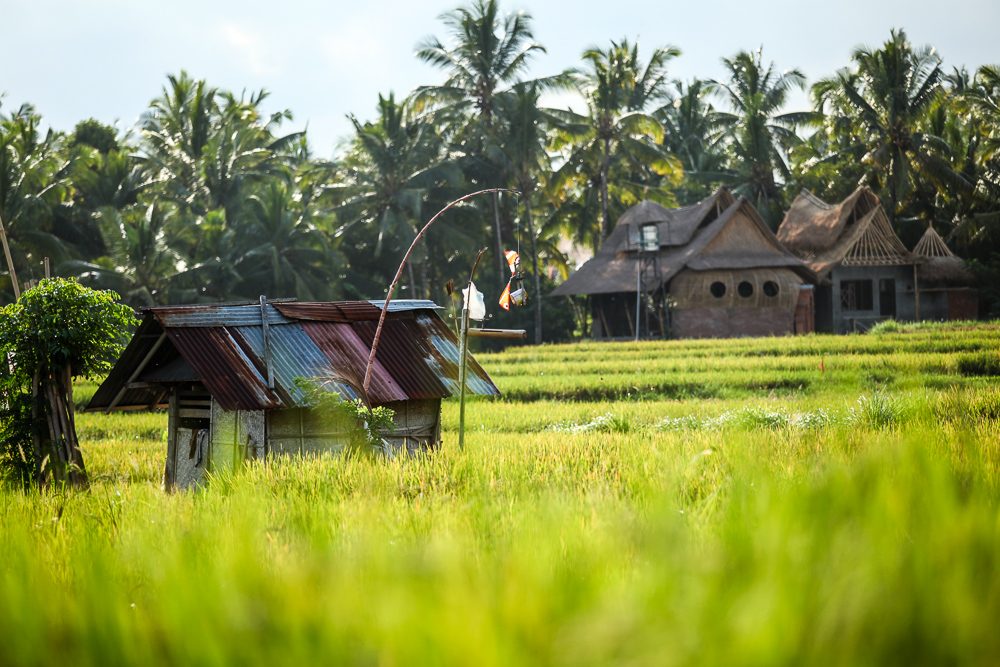 Los arrozales de Ubud, una de las zonas favoritas para alojarse en Bali