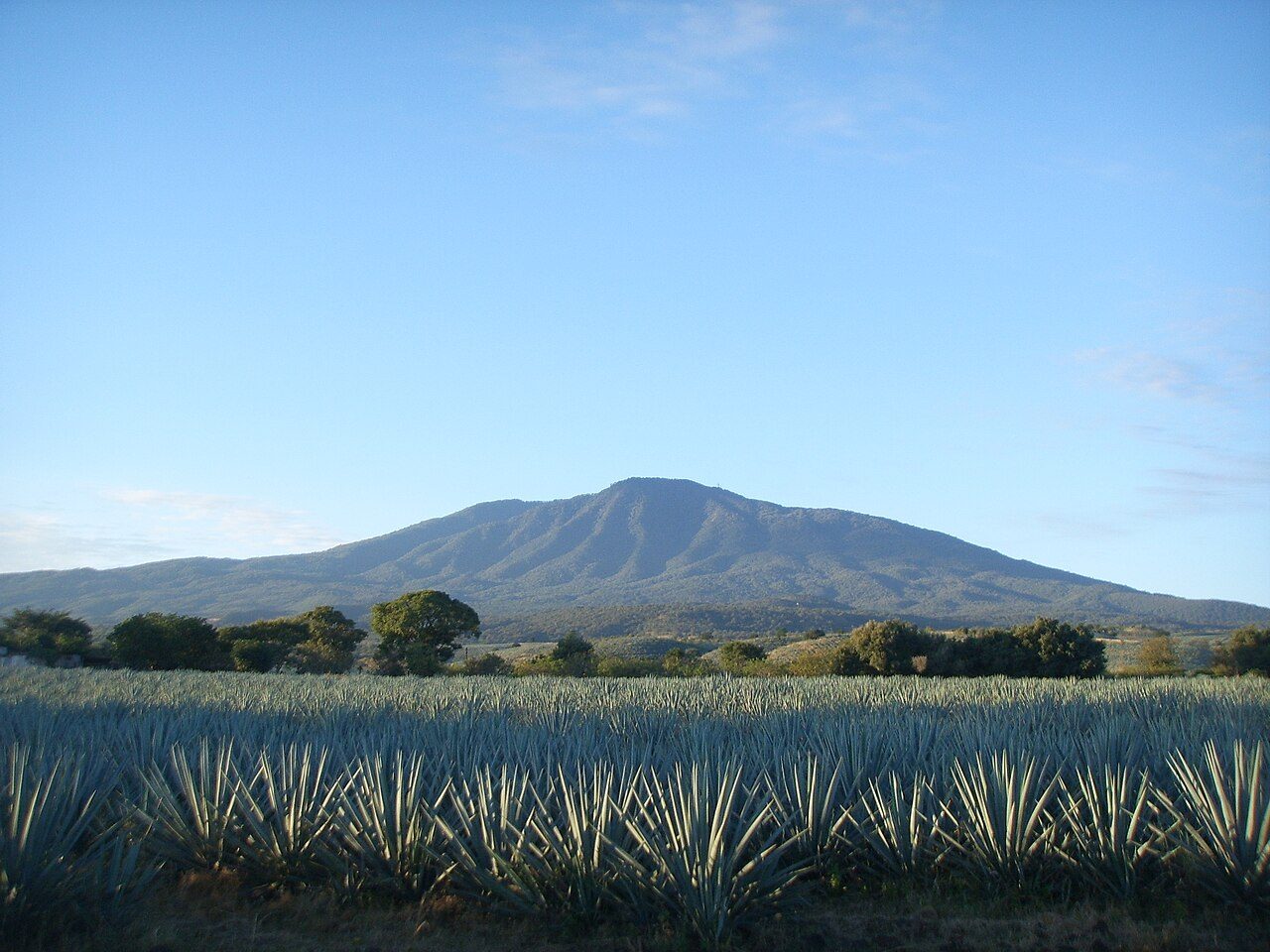 Los campos de agave de Tequila, una de las mejores excursiones cerca de Guadalajara