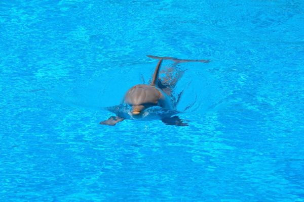Nadar con delfines, una de las experiencias más recordadas de Hurghada