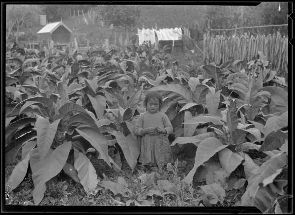 Plantación y secadero de tabaco, imprescindible que ver en Viñales