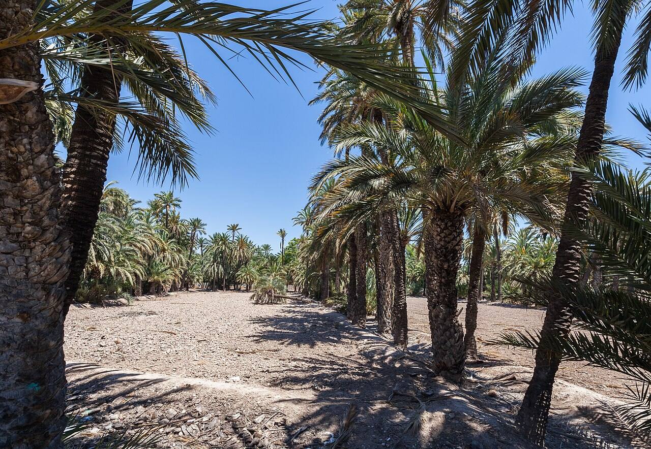 Qué ver en Elche