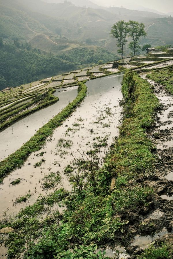 Los arrozales escalonados son lo primero que hay que ver en Sapa
