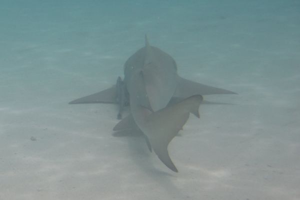 Crías de tiburón limón en Shark Bay, una experiencia imprescindible cerca de Santa María