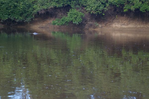 Los delfines rosados, uno de los grandes atractivos de las excursiones desde Leticia.