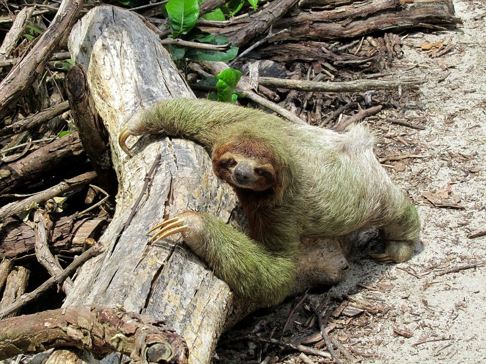 Un perezoso en los árboles del Parque Nacional Manuel Antonio