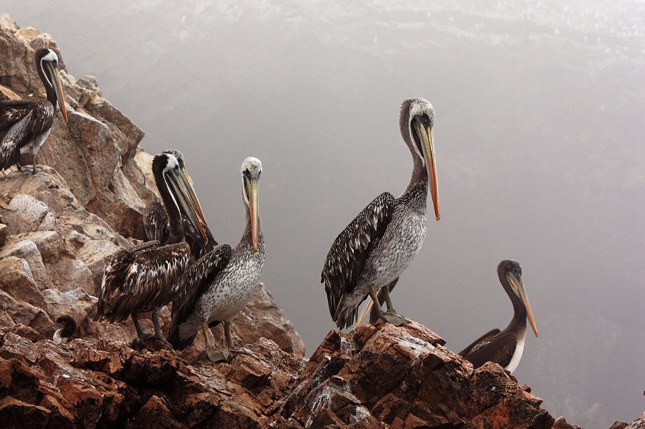 Fauna marina durante una de las excursiones de un día en Paracas hacia las Islas Ballestas