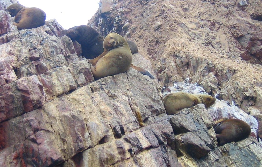 Excursiones de un día en Ica: lobos marinos en las Islas Ballestas