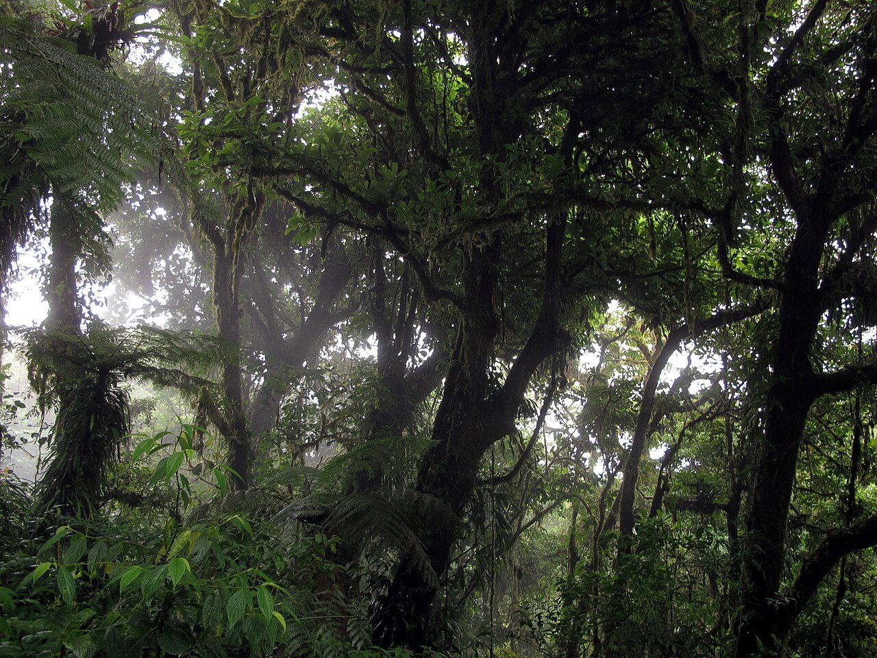 Qué ver en Monteverde