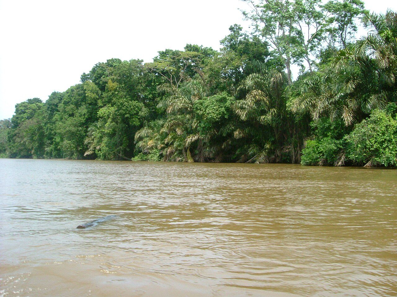 Qué ver en Tortuguero