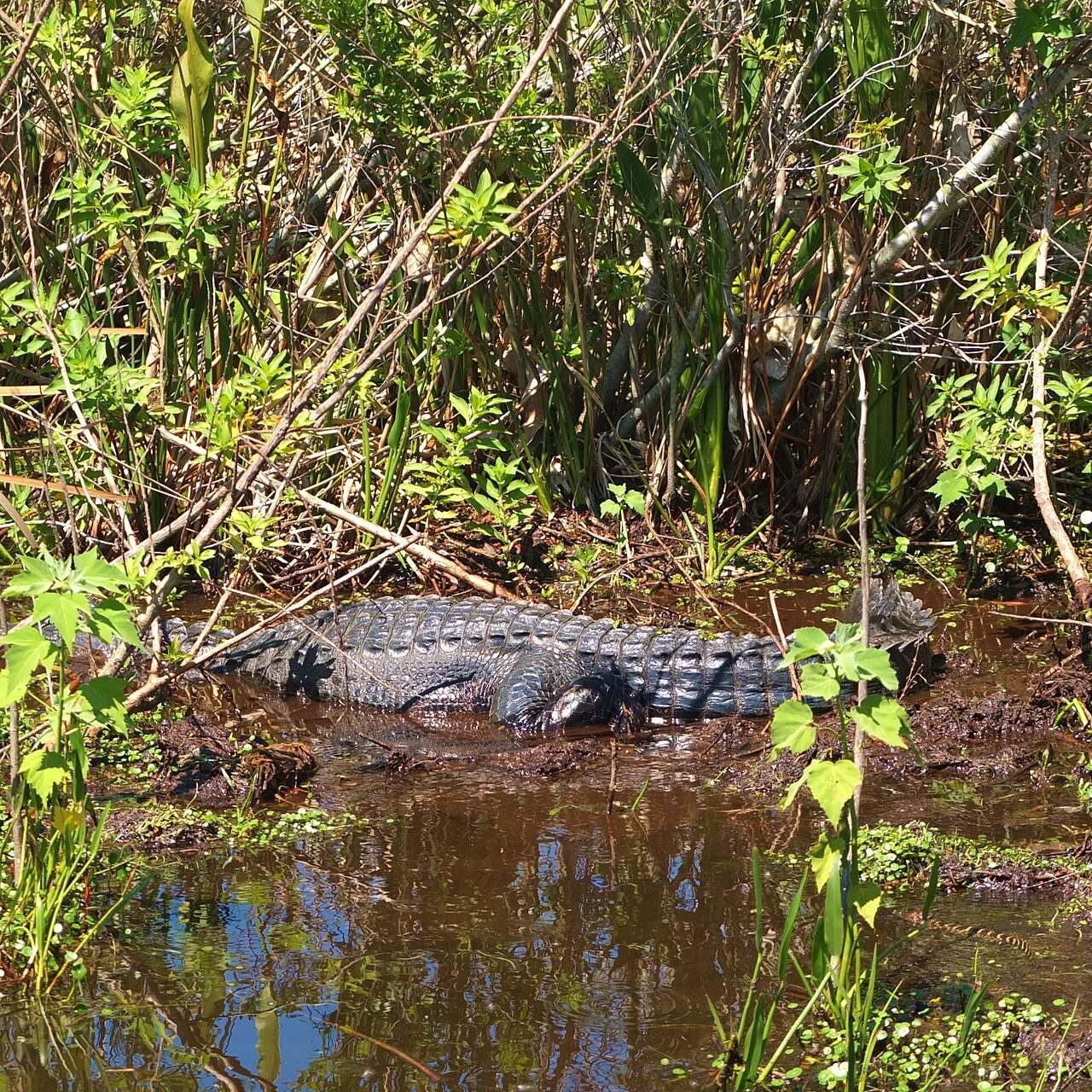 Un airboat surcando los Everglades, la excursión más popular cerca de Miami
