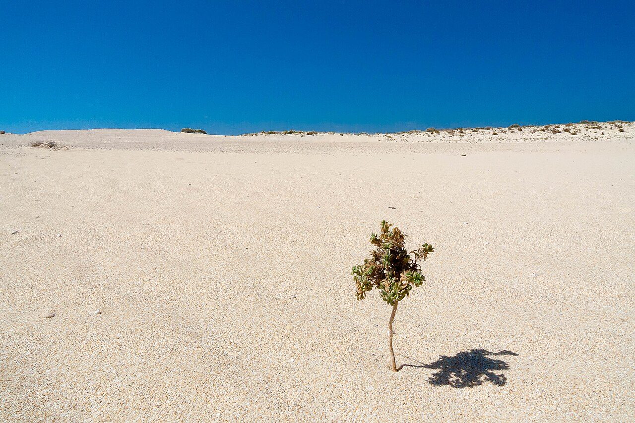 Las dunas junto al mar, una de las estampas más icónicas que ver en Fuerteventura