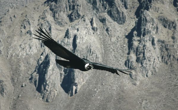 Excursiones de un día en Arequipa: la Cruz del Cóndor en el Cañón del Colca.