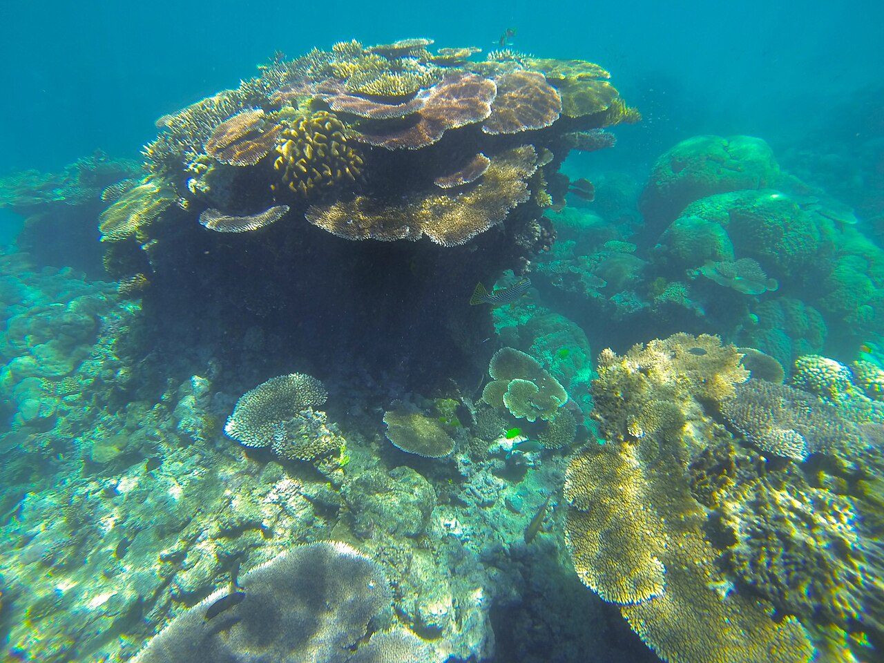 Snorkel en la Gran Barrera de Coral, la joya de la naturaleza y aventura en Cairns.