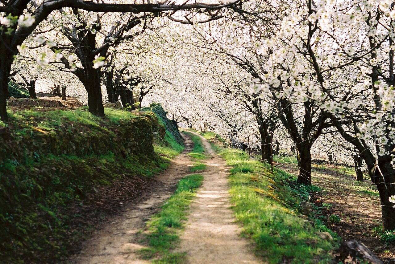 Panorámica del Valle del Jerte con los cerezos en flor