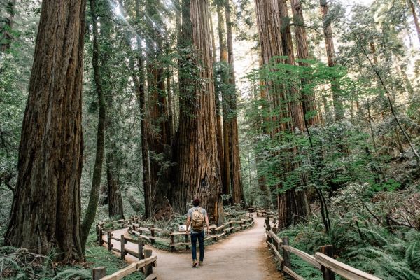 Las secuoyas de Muir Woods, una de las mejores excursiones cerca de San Francisco