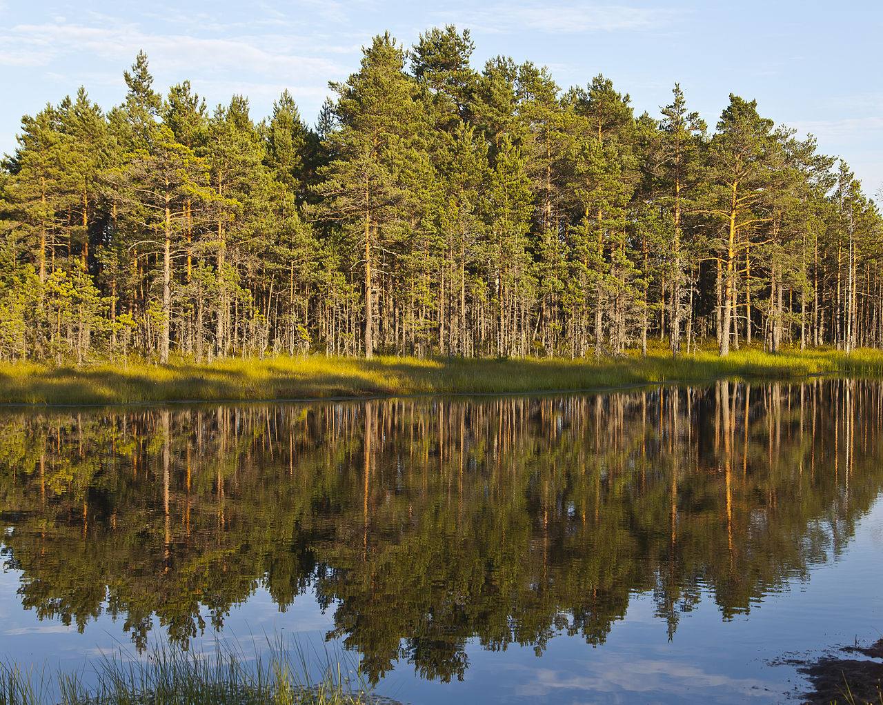 Bosques y pasarelas de madera en una excursión de un día en Tallin al Parque Nacional de Lahemaa.
