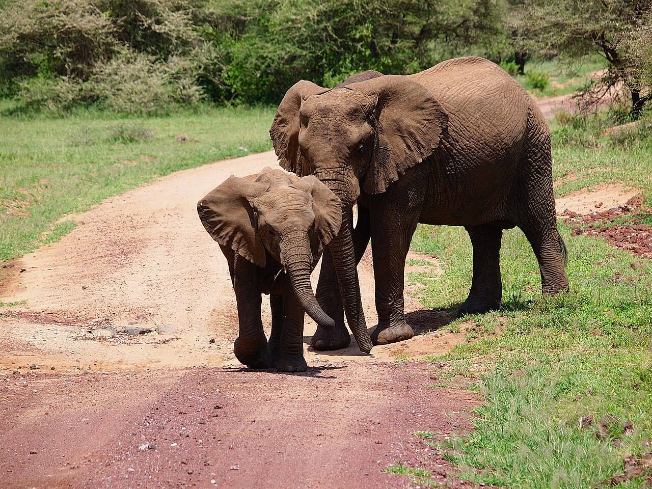 Elefantes en el lago Manyara, una de las excursiones de un día en Arusha más populares.