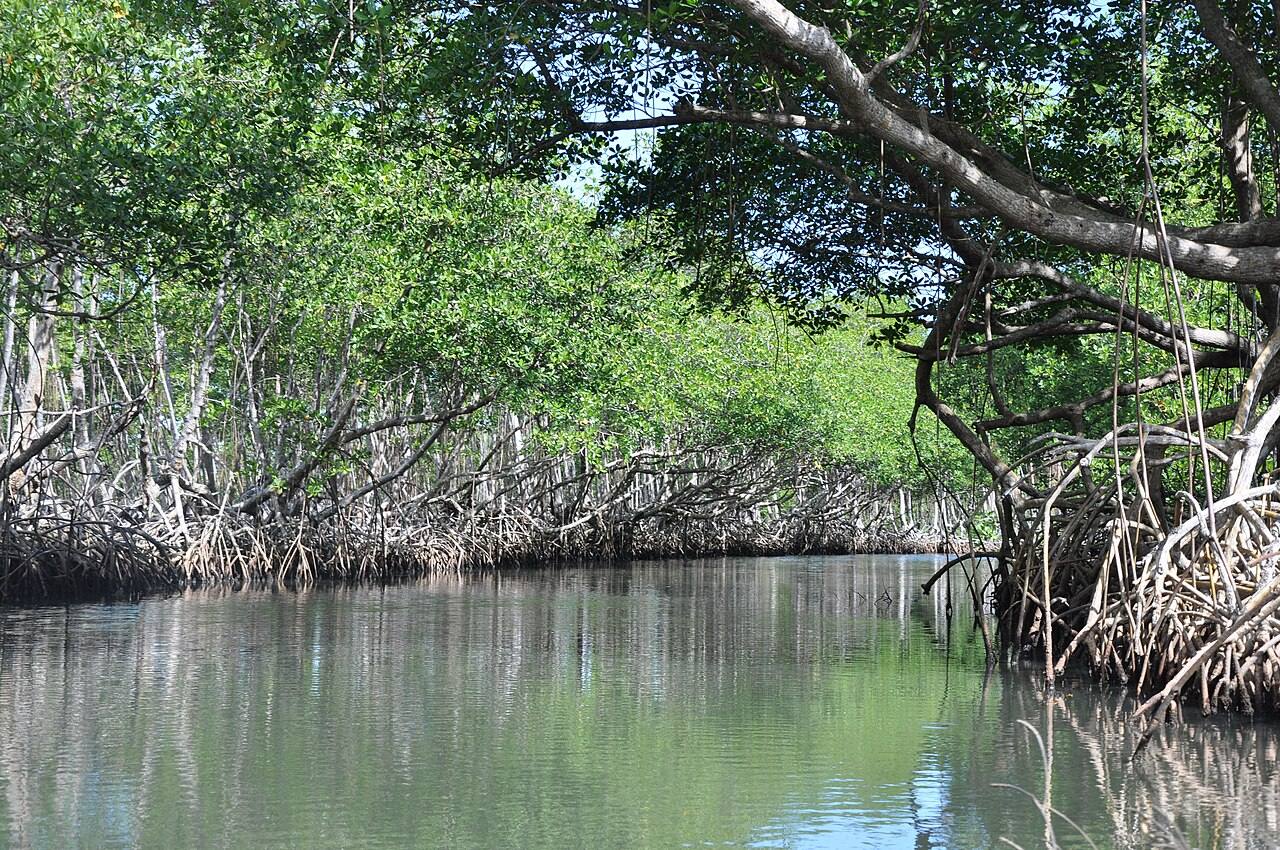 Excursiones de un día en Samaná: navegación por los manglares de Los Haitises.