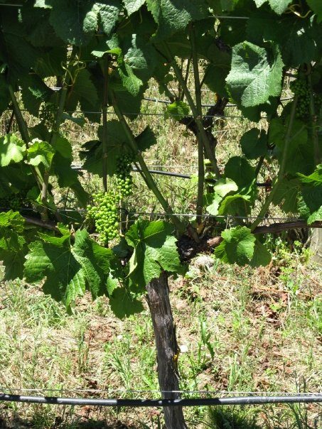 Los viñedos de Martinborough, una de las mejores excursiones cerca de Wellington