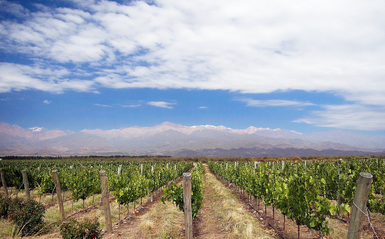 Viñedos frente a los Andes en una visita guiada en Mendoza.