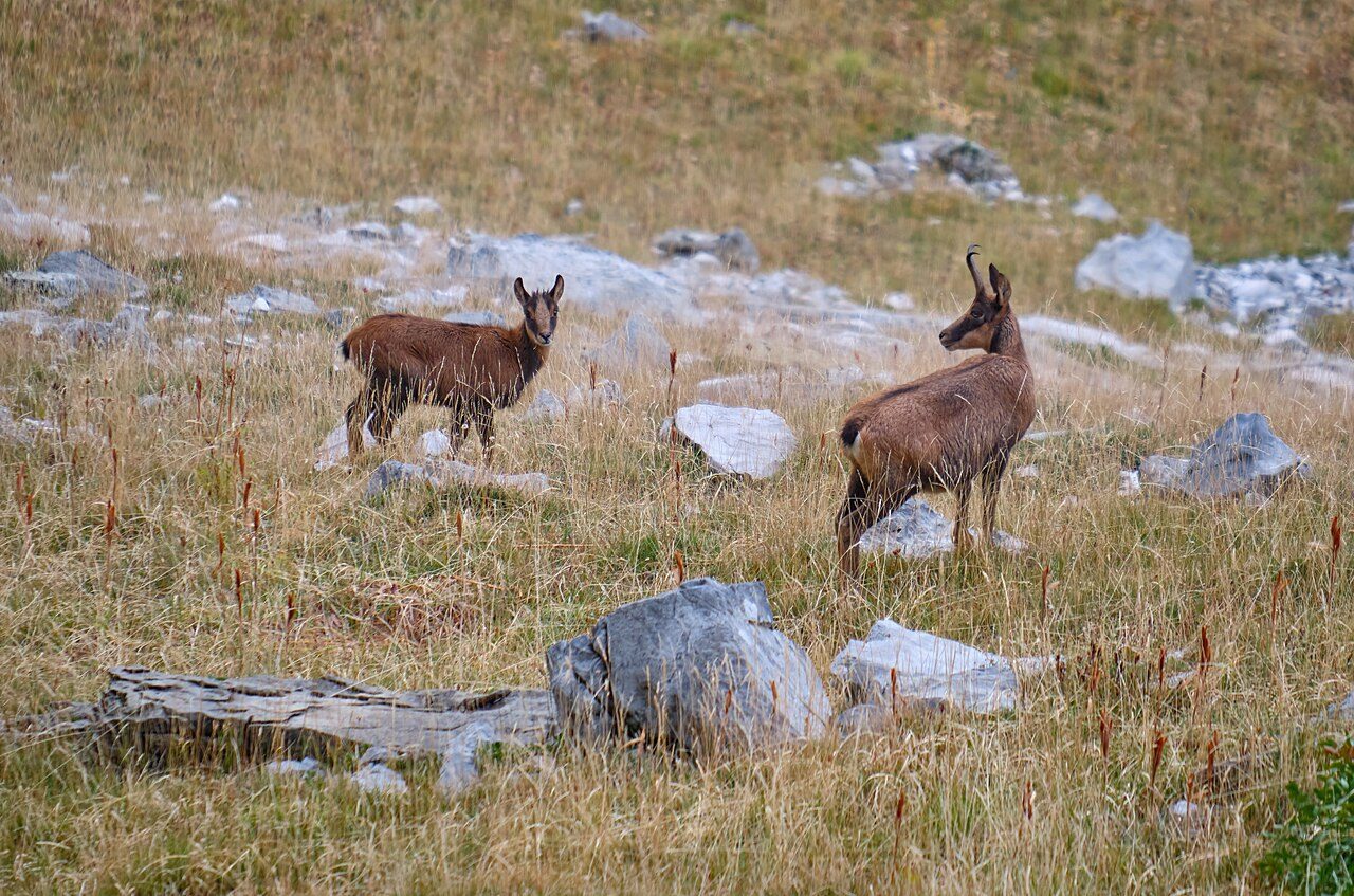 Excursiones de un día en Huesca: el Valle de Ordesa en pleno Pirineo aragonés.