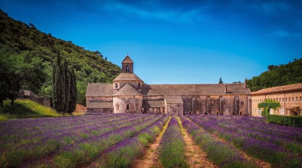 Los campos de lavanda, una excursión imprescindible cerca de Avignon en verano