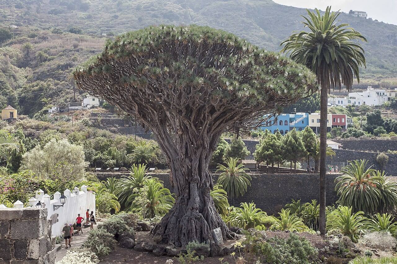 El Drago Milenario, el árbol más emblemático que ver en Icod de los Vinos