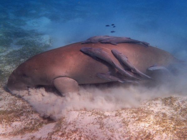 El snorkel es uno de los mejores planes que hacer en Costa Teguise