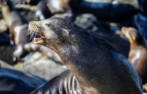 Las calas de La Jolla, uno de los lugares más pintorescos que ver en San Diego