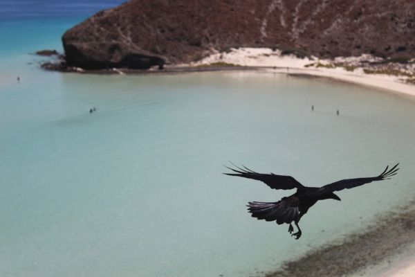 Vistas al Mar de Cortés, el gran protagonista de qué ver en La Paz (México)