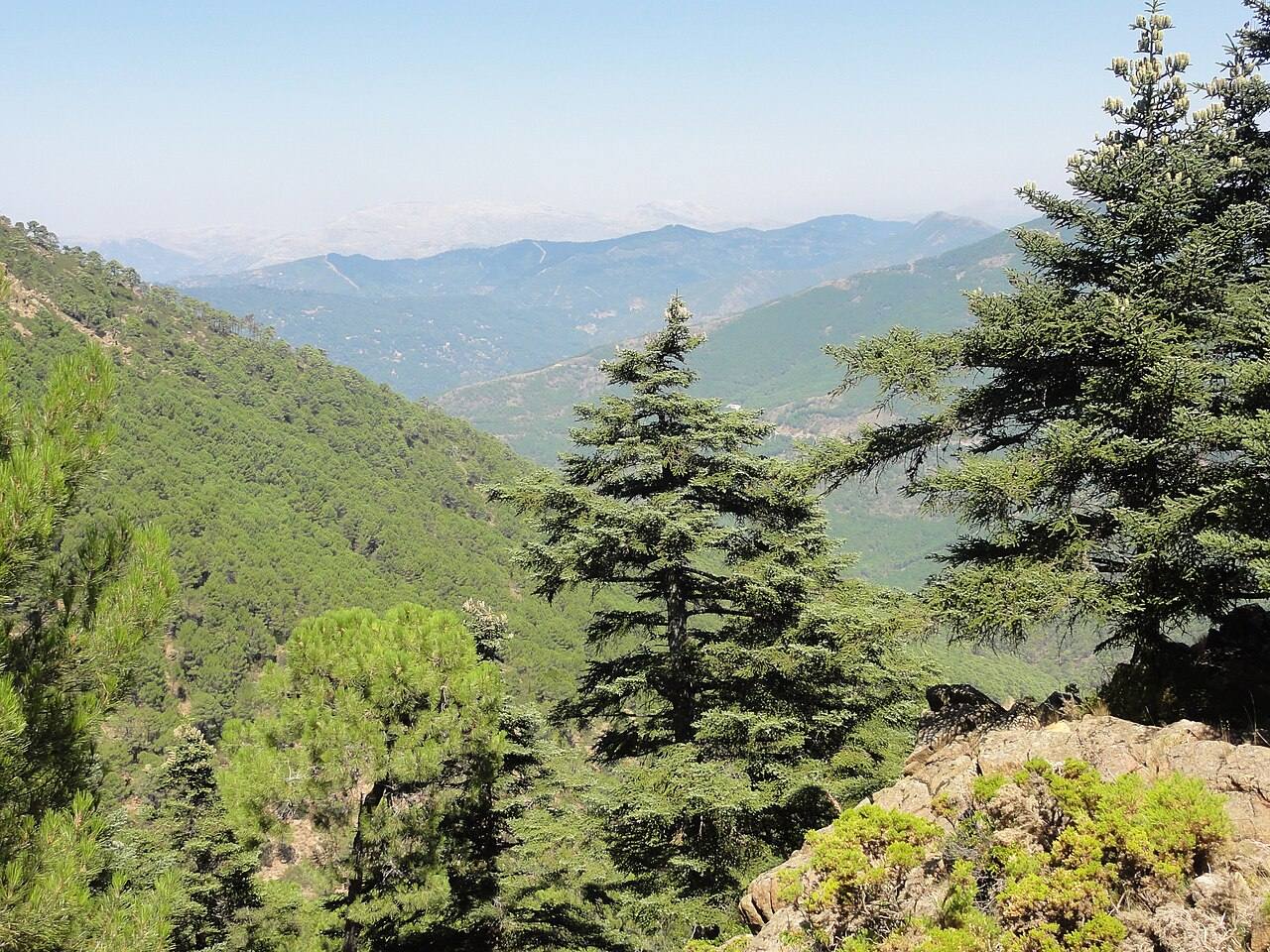 Sierra Bermeja, una de las mejores excursiones cerca de Estepona