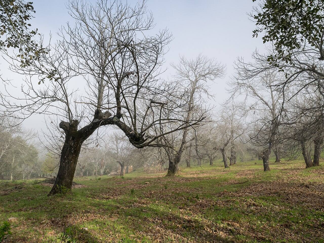 Senderos entre castaños en la Sierra de Aracena